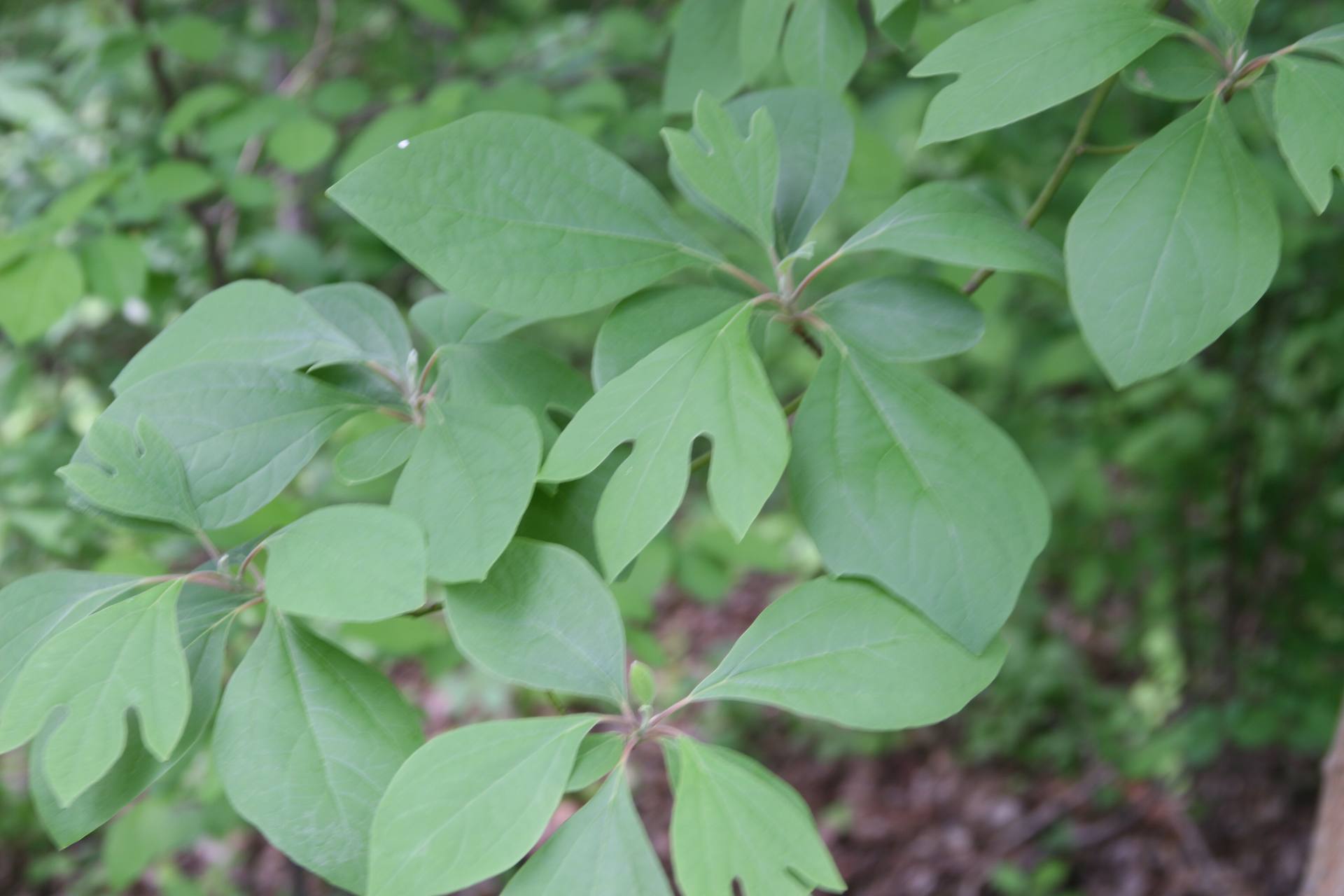 Sassafras