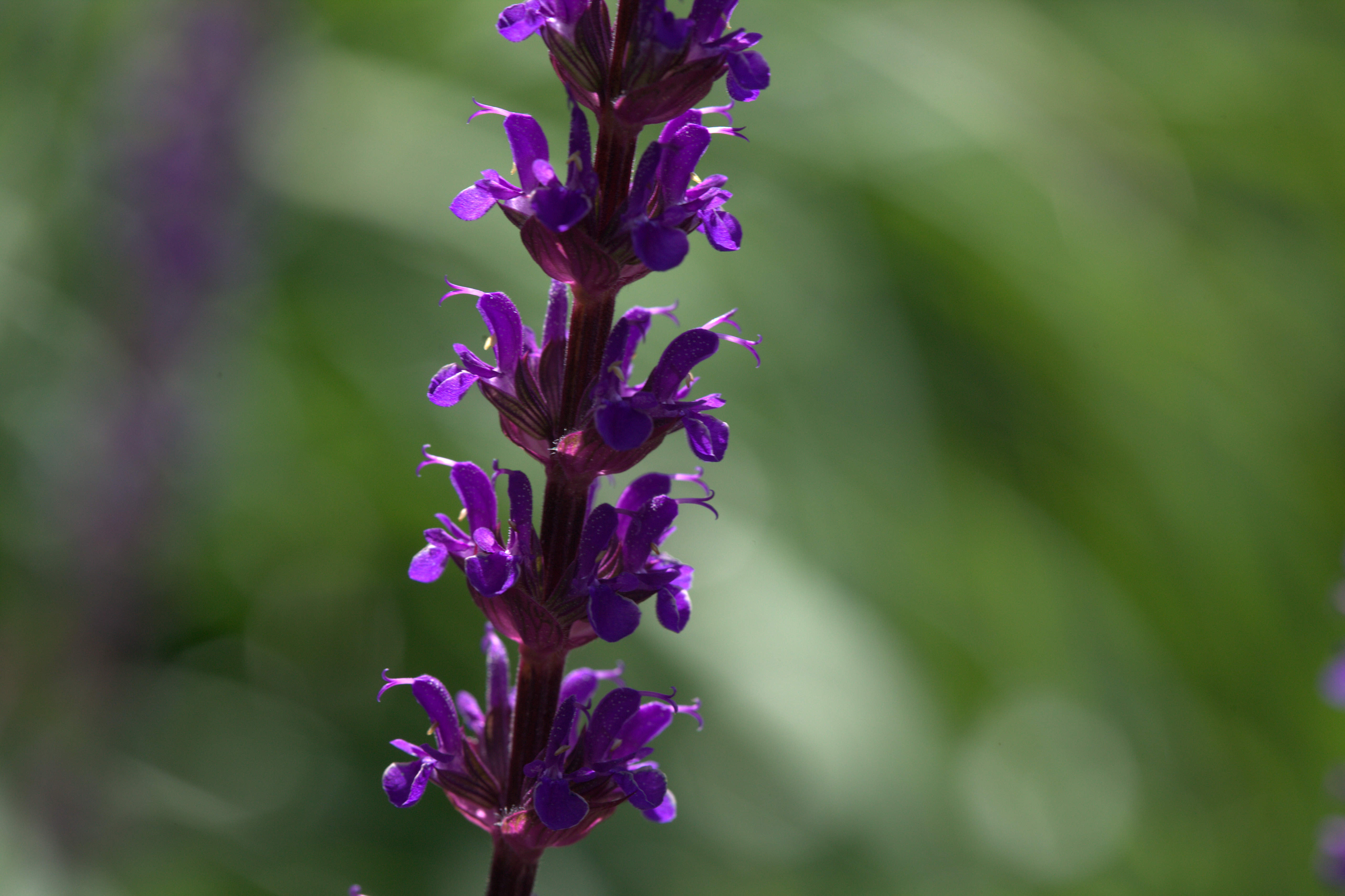 Sauge de Nemorosa