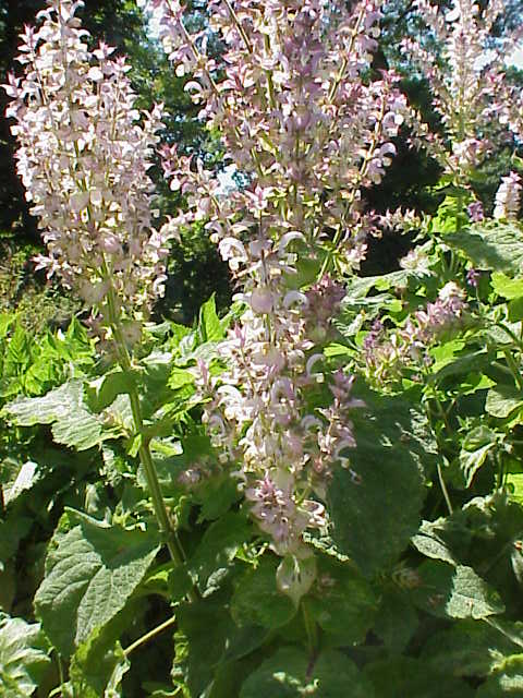 Sauge sclarée (Salvia sclarea) : plantation, entretien et culture