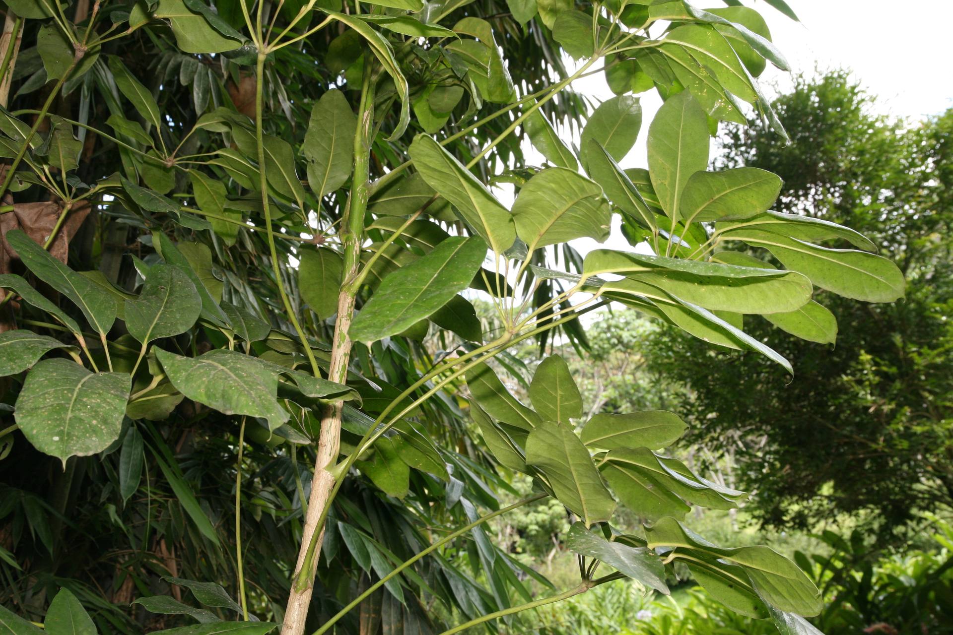 Schefflera