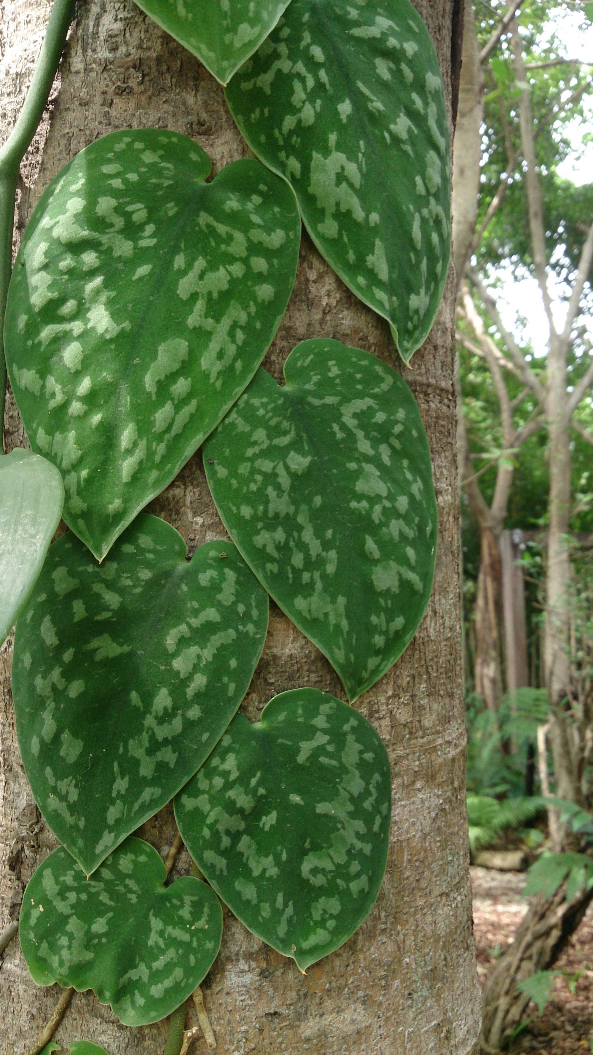 Scindapsus pictus