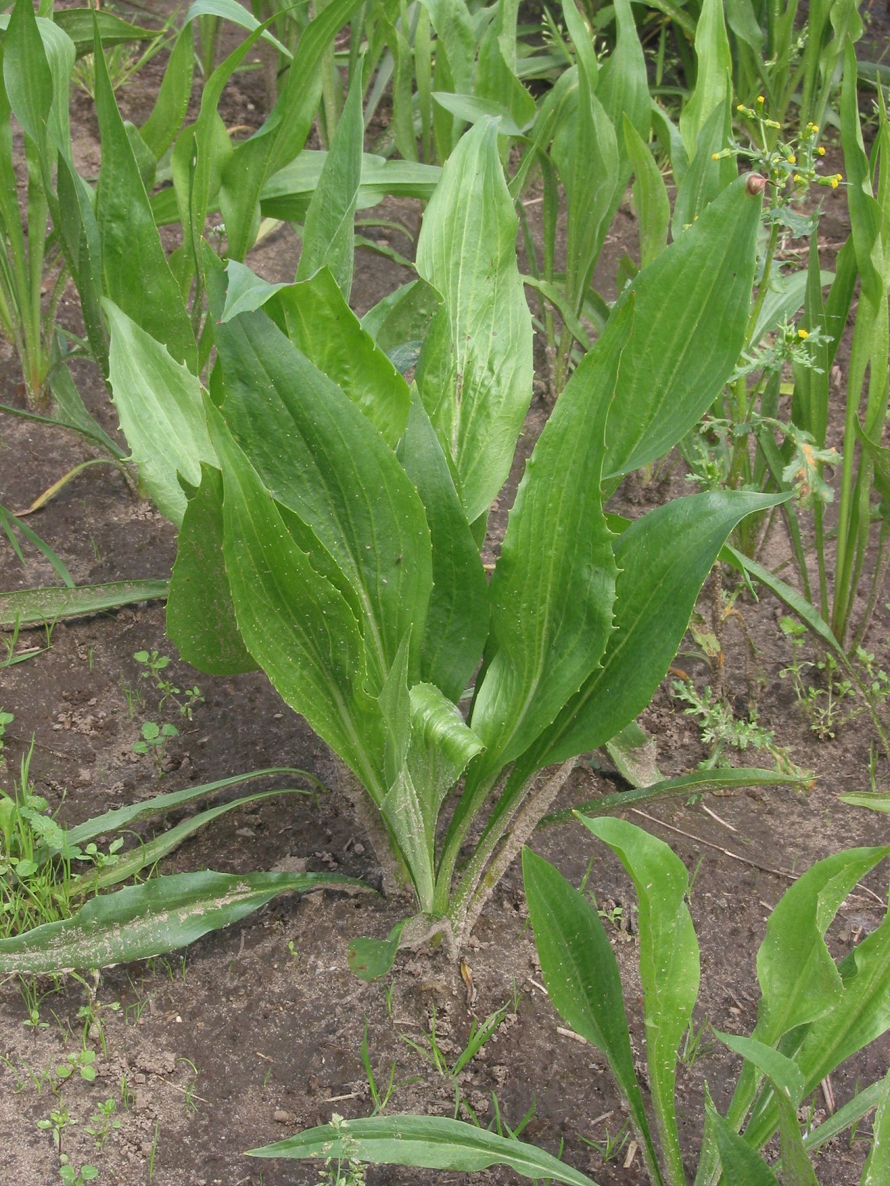 Scorsonère