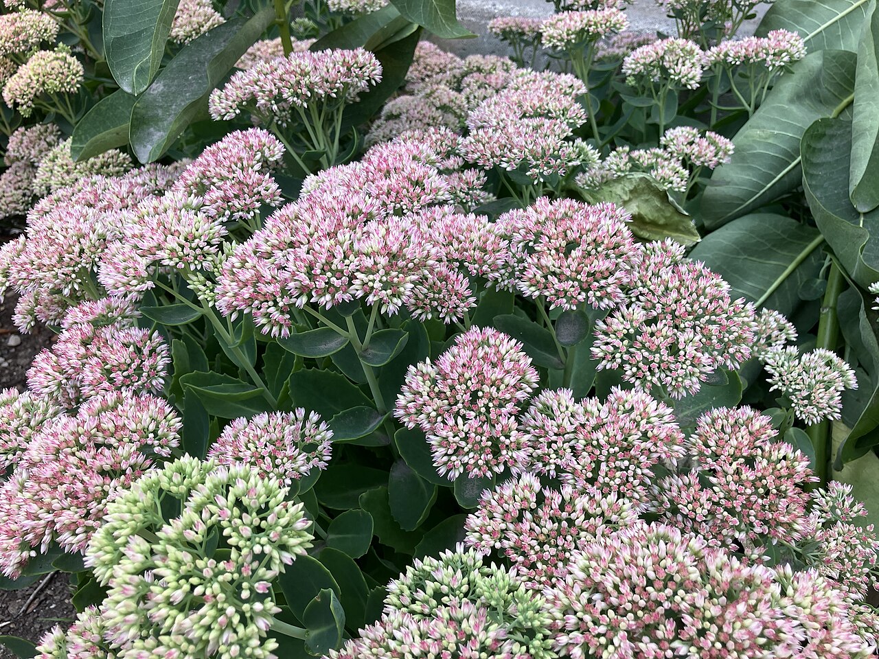 Sedum