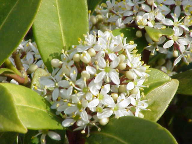Skimmia du Japon