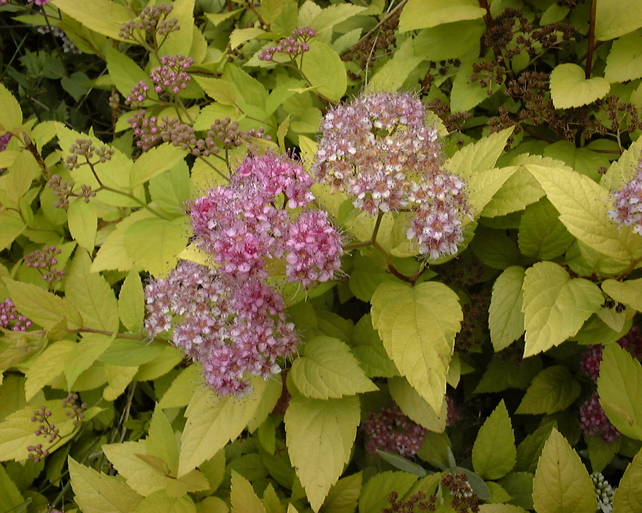 Spirée du Japon