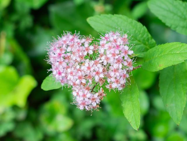 Spirée du Japon (Spiraea japonica) : plantation, taille et entretien