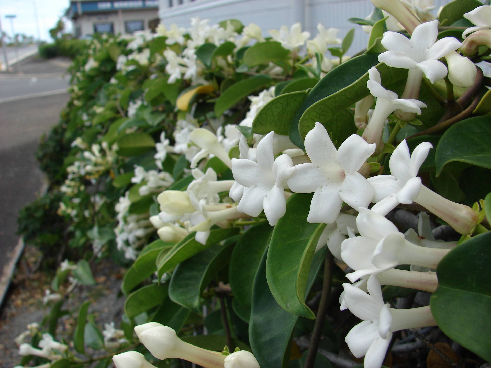 Stephanotis