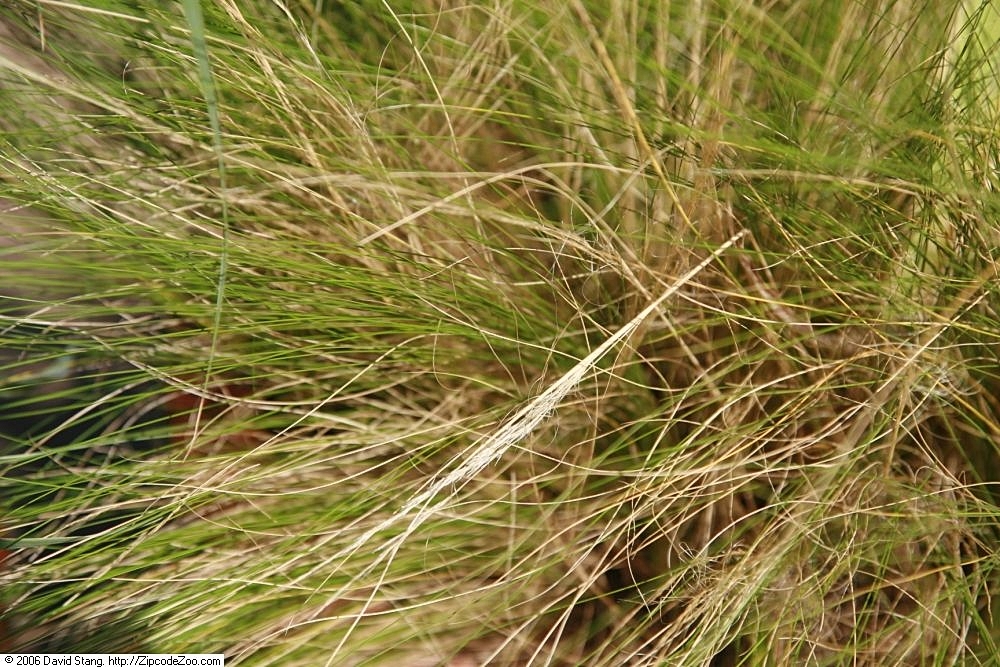 Stipa tenuissima