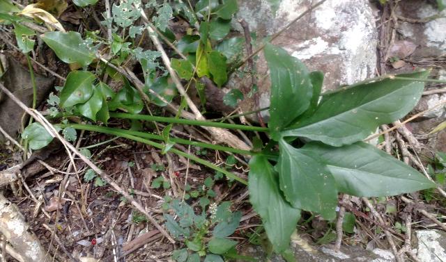Syngonium (Syngonium podophyllum) : entretien, arrosage et culture en interieur