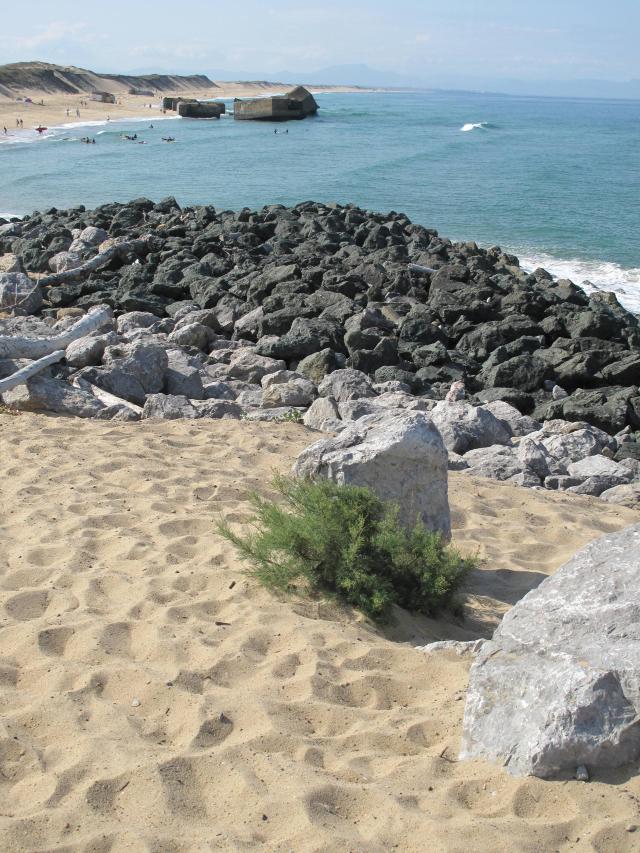 Tamaris (Tamarix gallica) : plantation, taille, pot et bord de mer