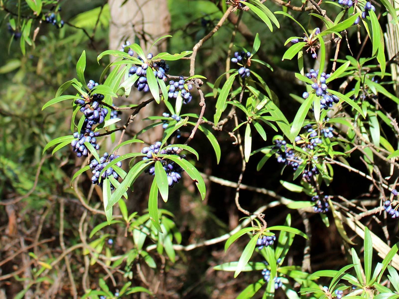 Poivre de Dorrigo