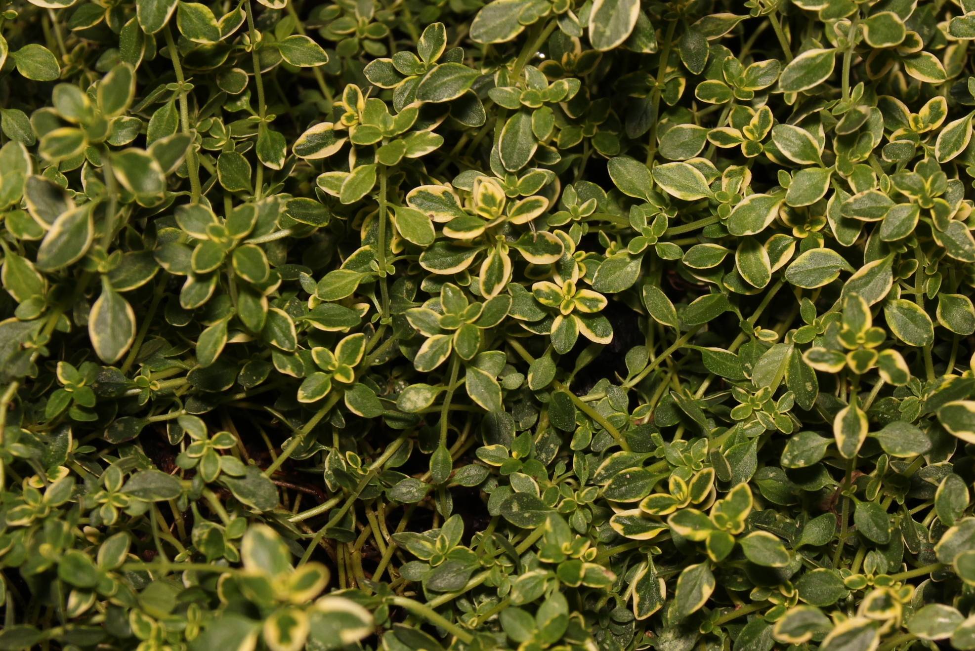 Thym citron