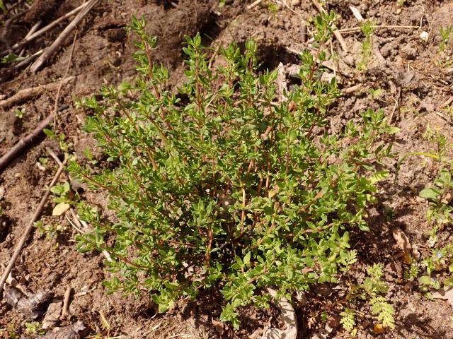 Thym (Thymus vulgaris) : plantation, taille et entretien