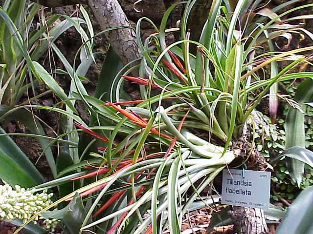 Tillandsia