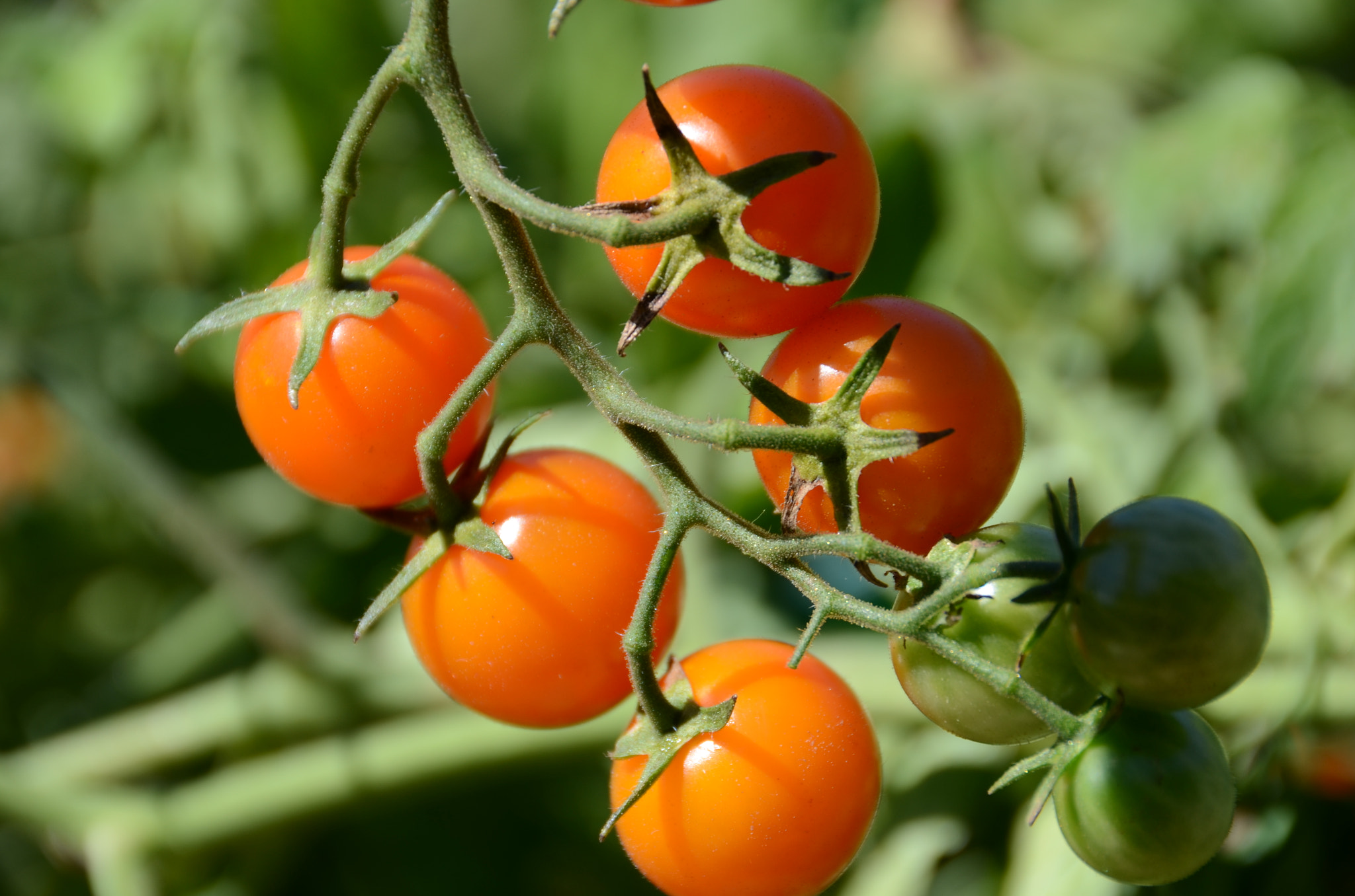 Tomate cerise
