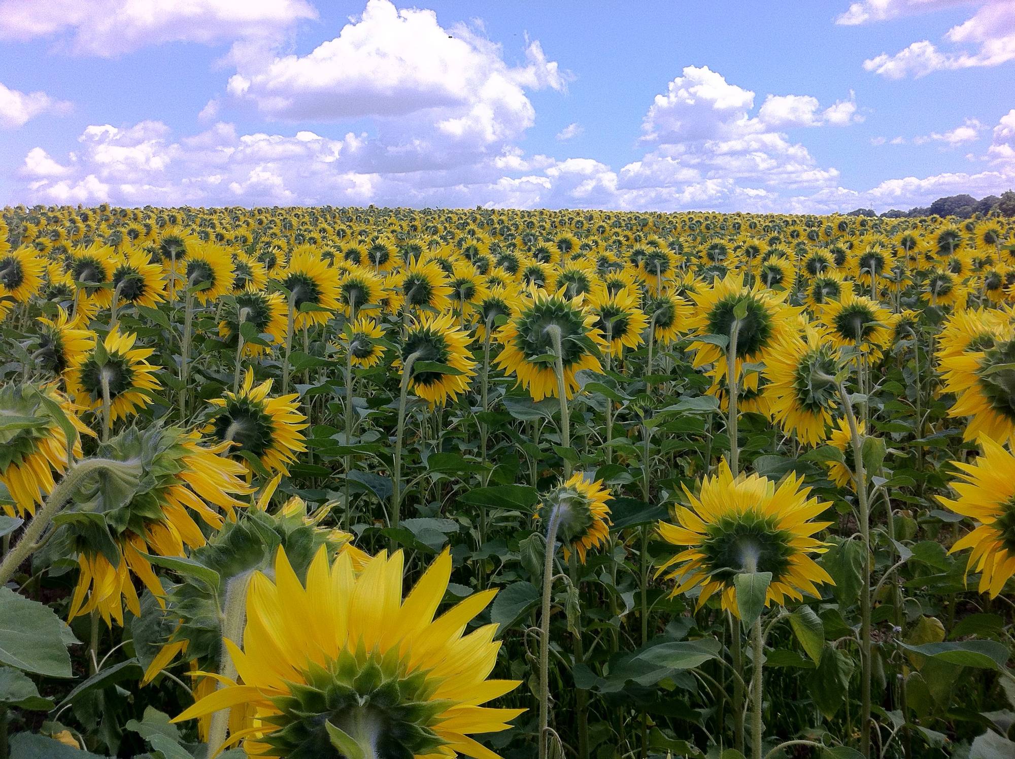 Tournesol
