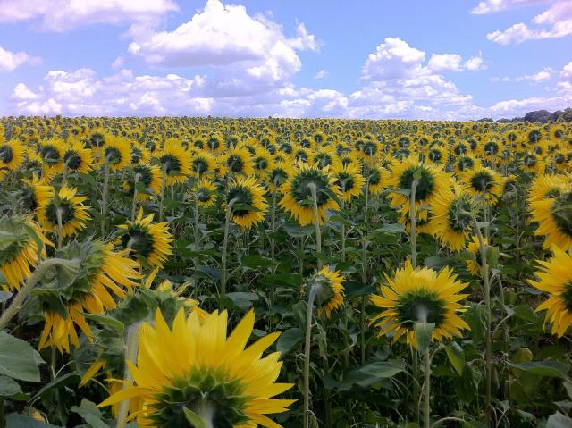 Tournesol (Helianthus annuus) : semis, culture et entretien