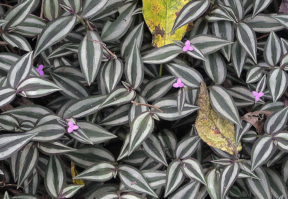 Tradescantia zebrina