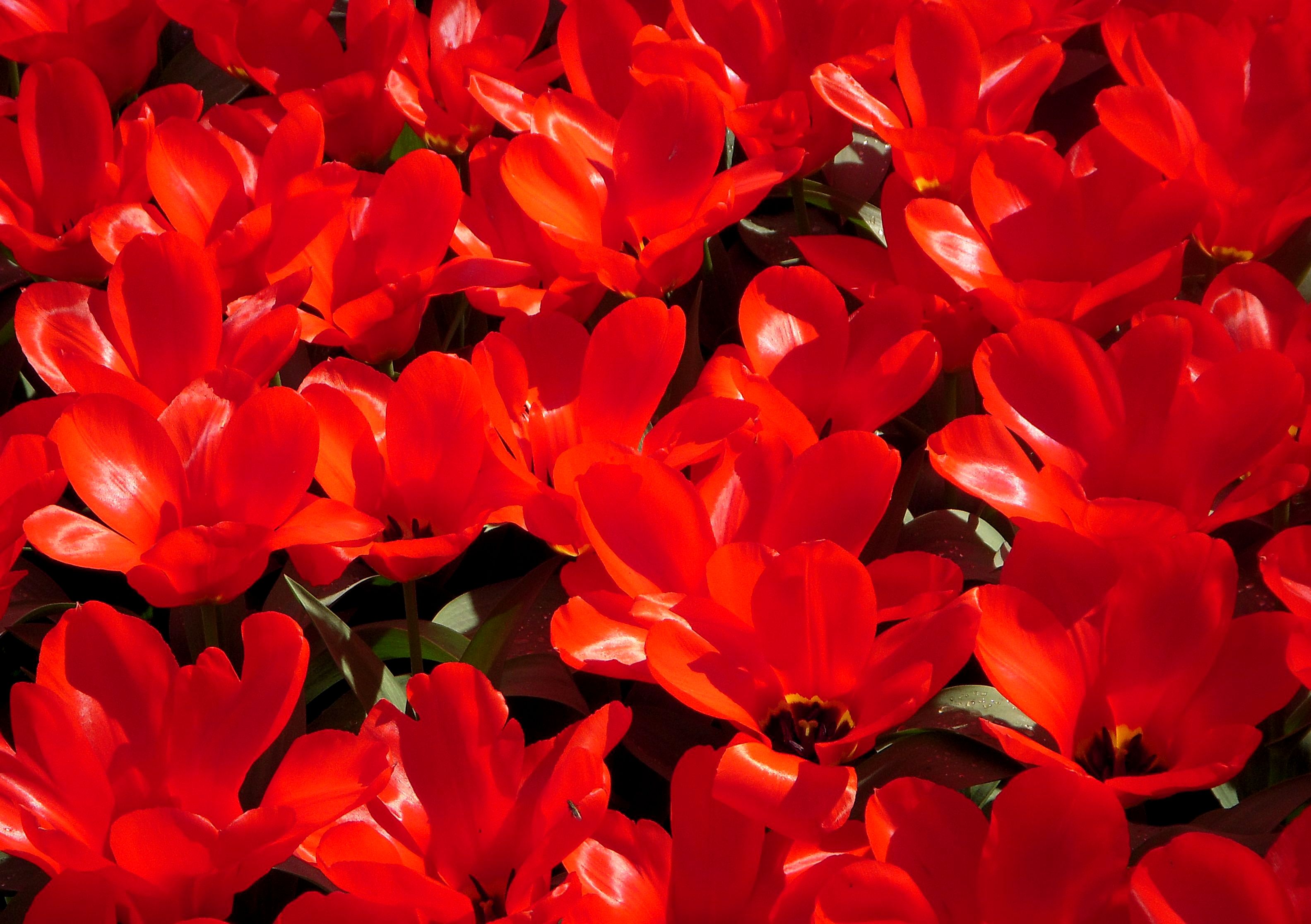 Tulipe