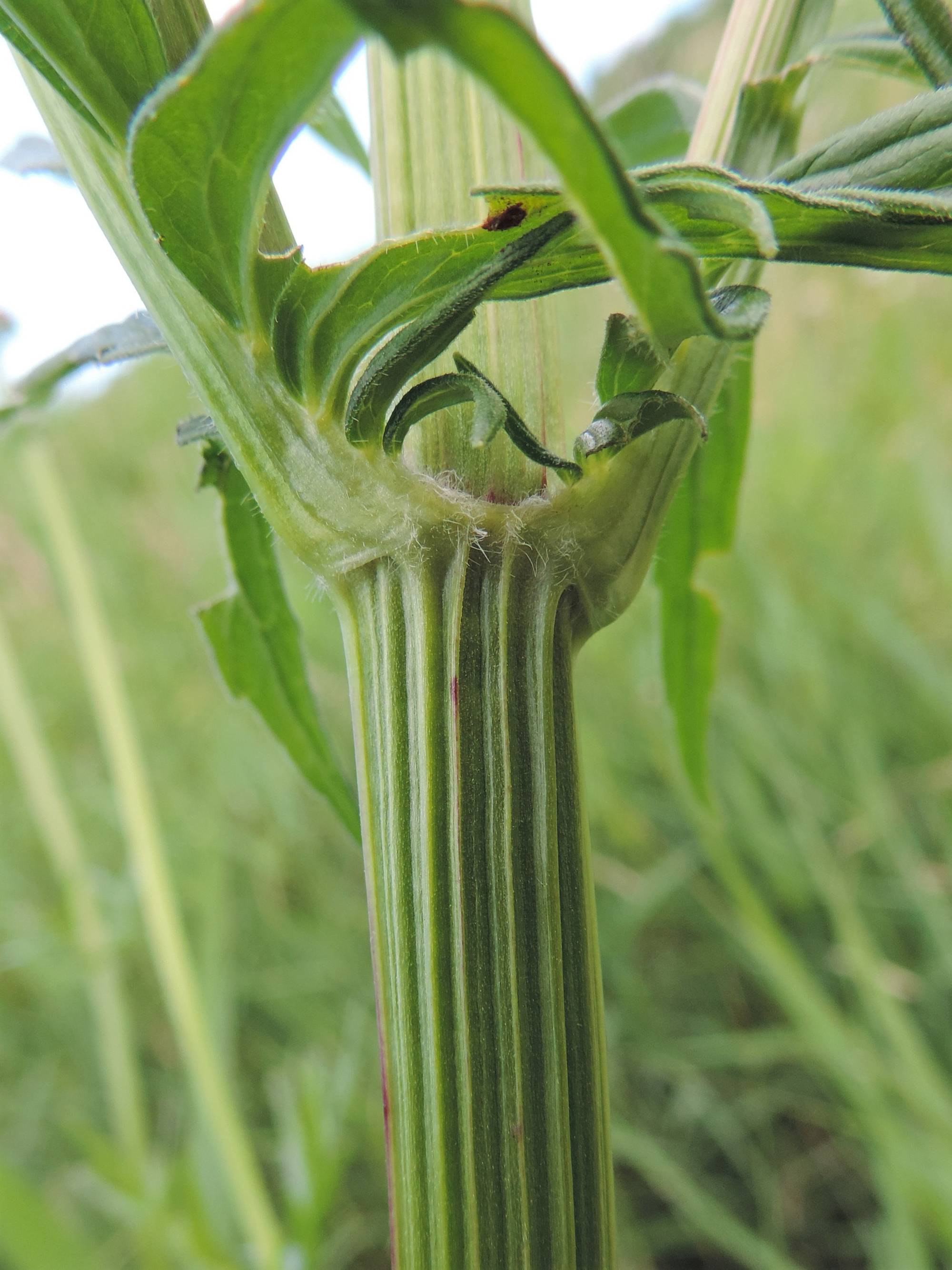 Valériane officinale