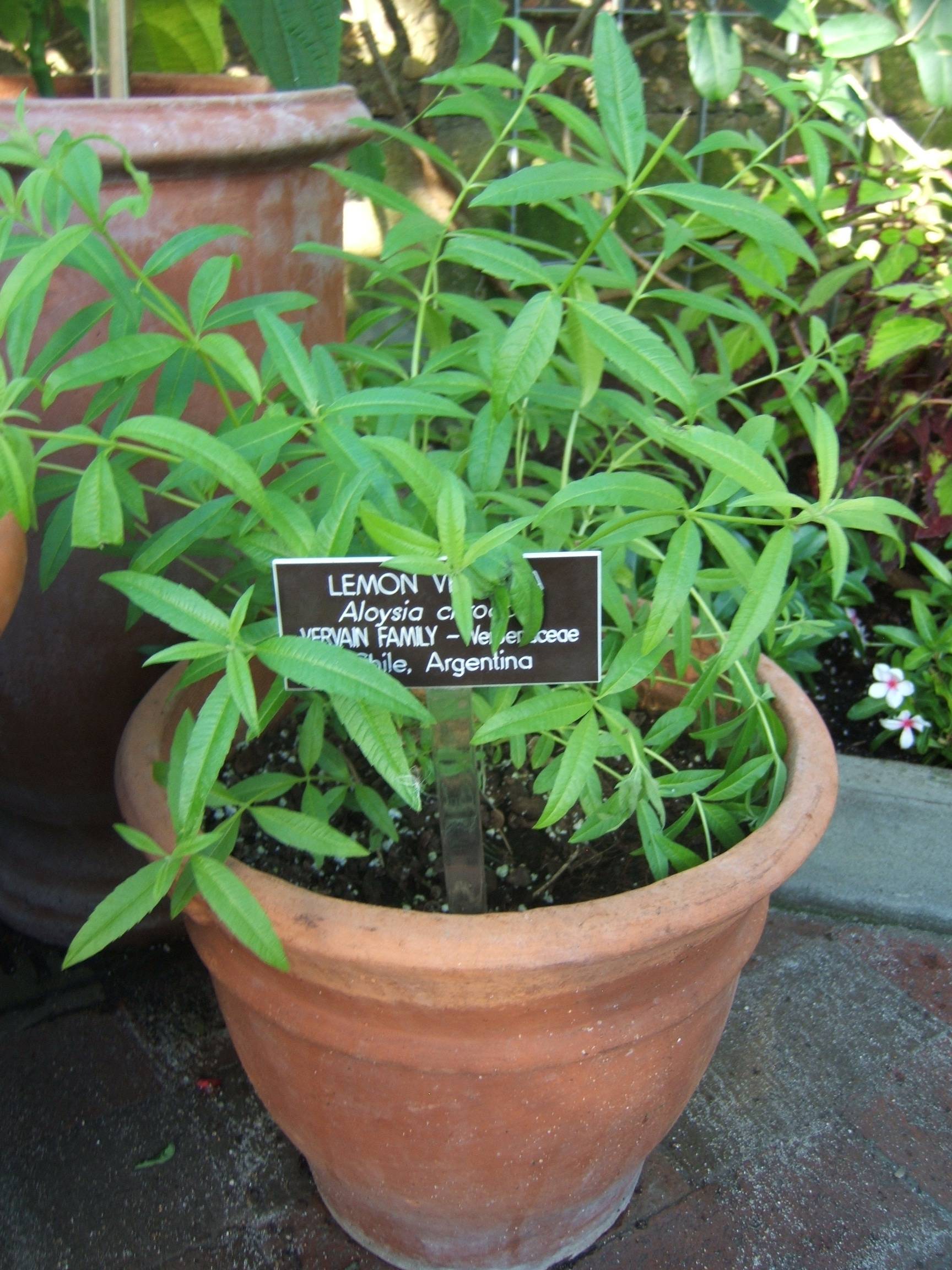 Verveine citronnée