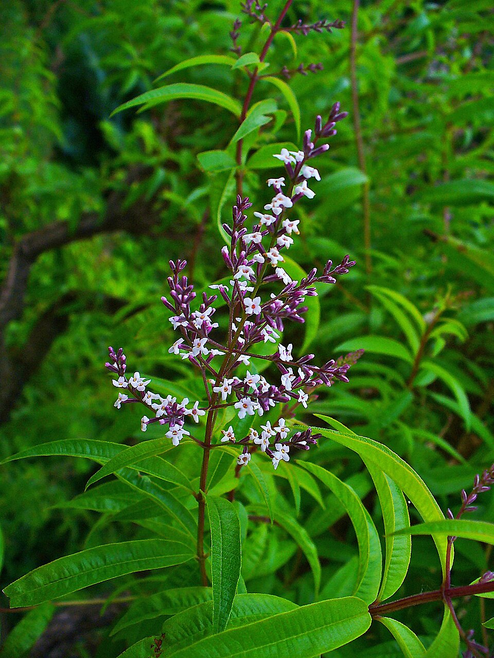 Verveine citronnelle