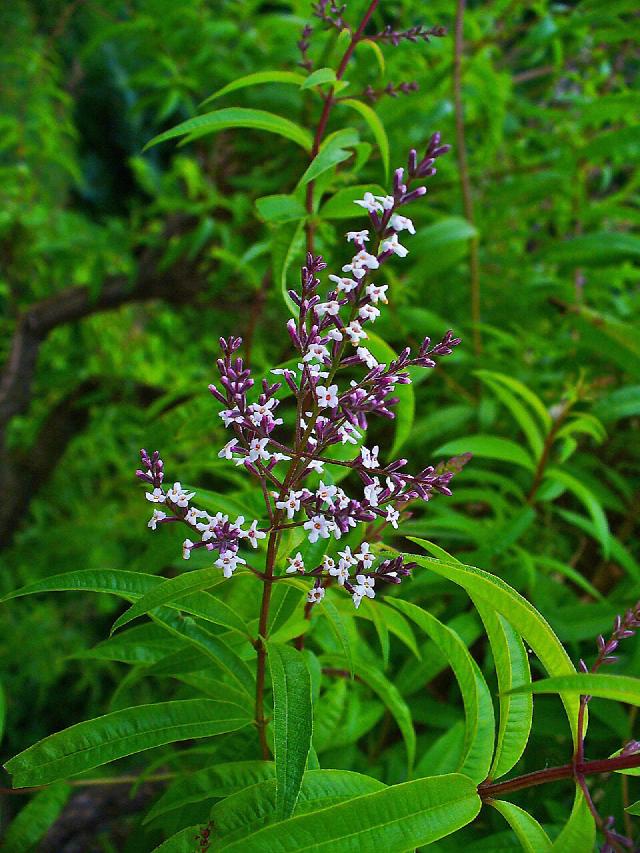 Verveine citronnelle : plantation, taille, pot et hivernage