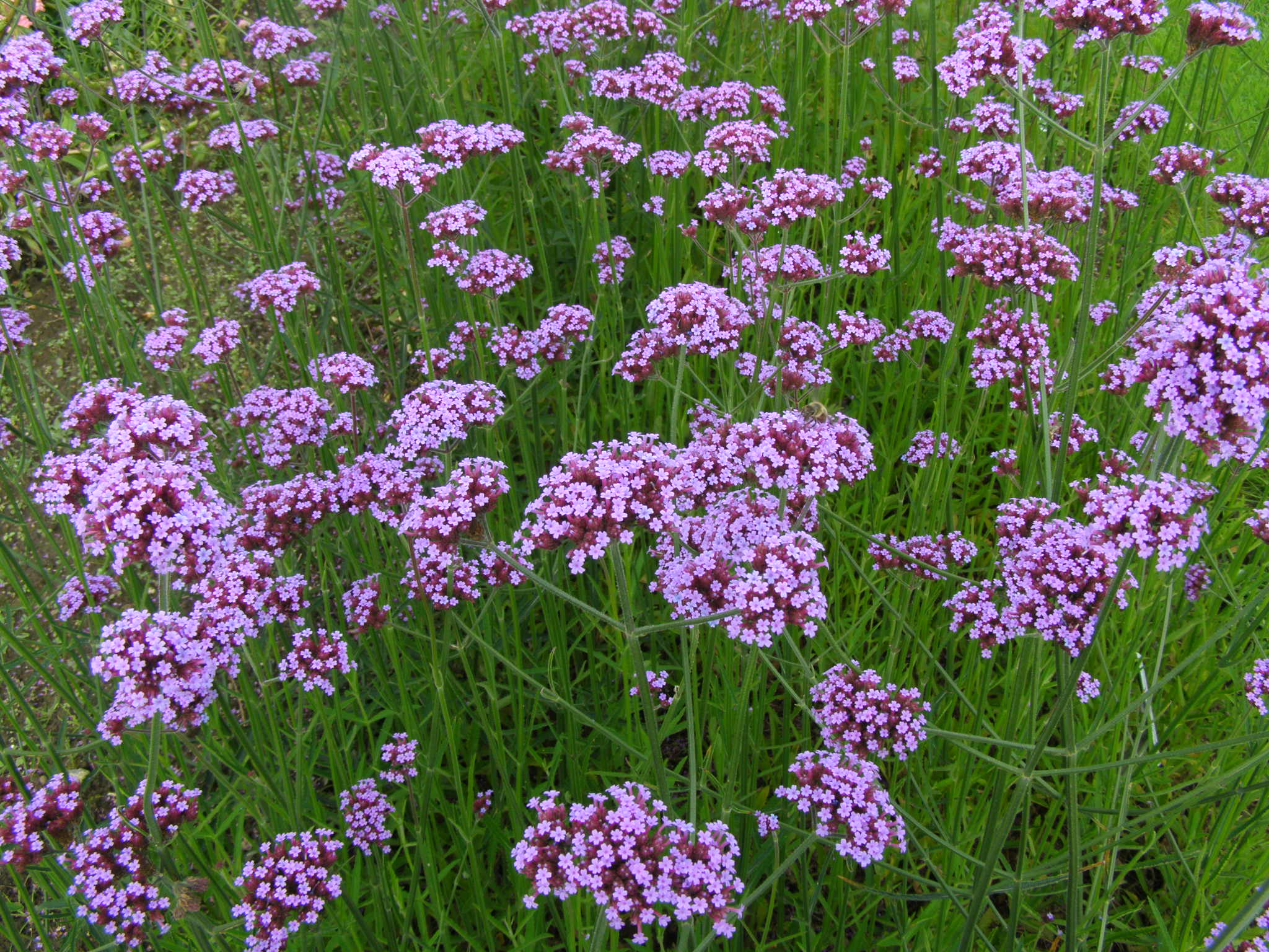 Verveine de Buenos Aires
