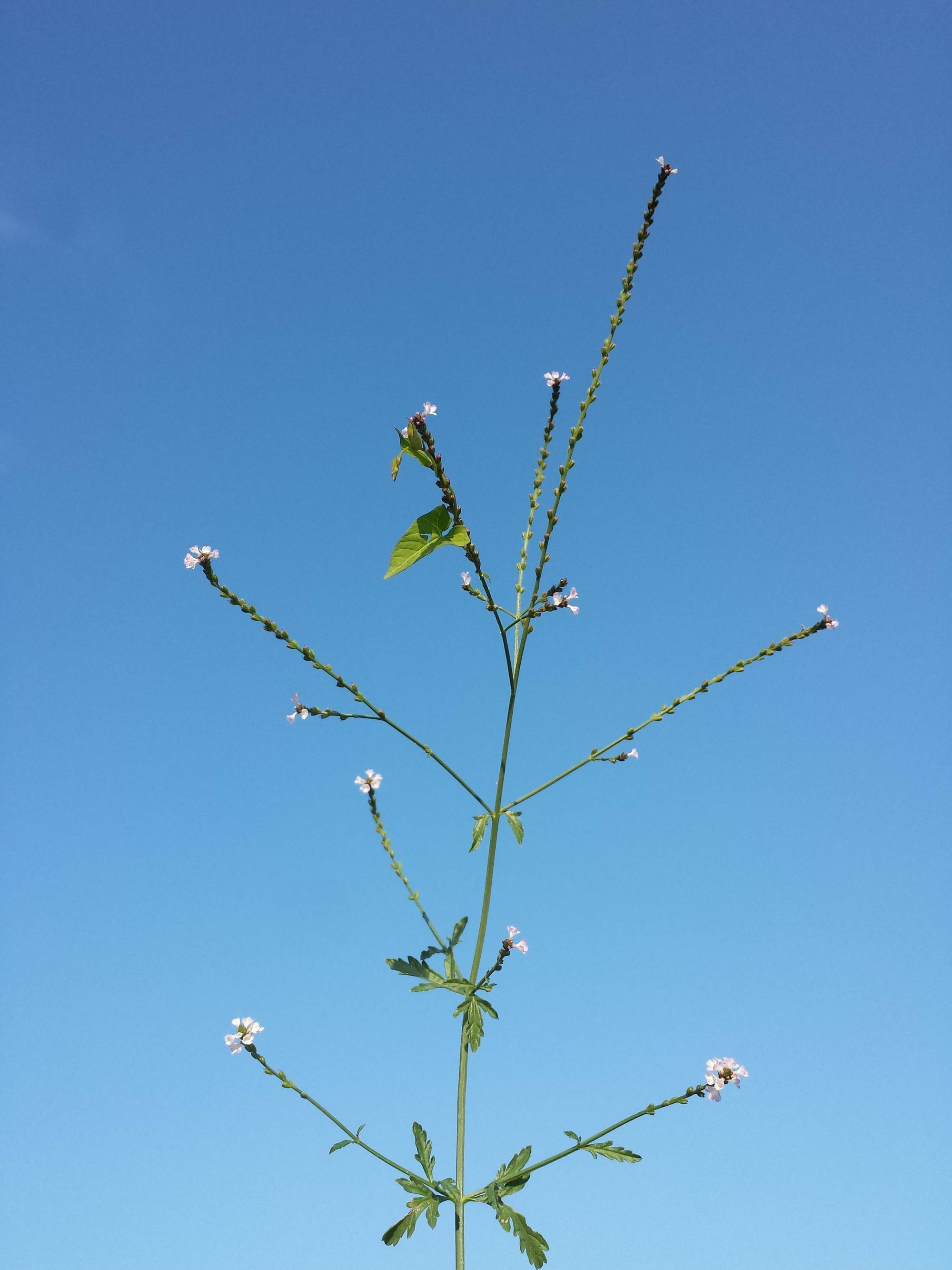 Verveine officinale