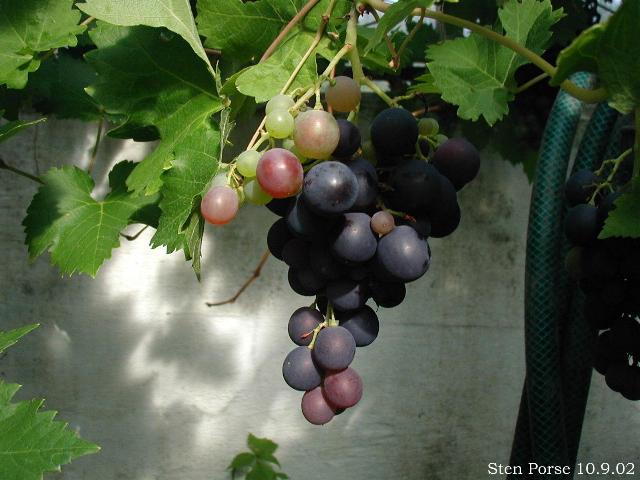 Vigne (Vitis vinifera) : plantation, taille et entretien