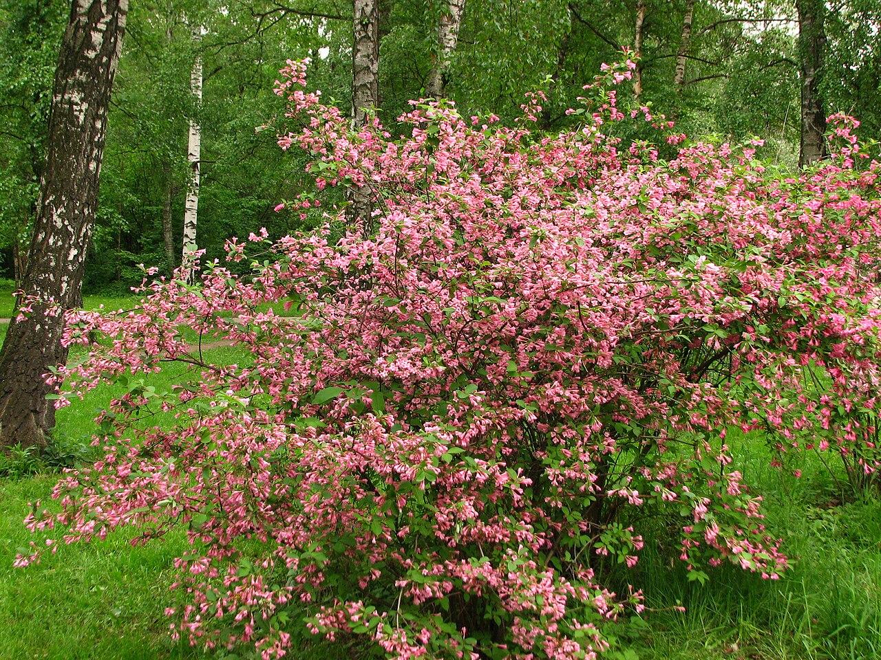 Weigelia