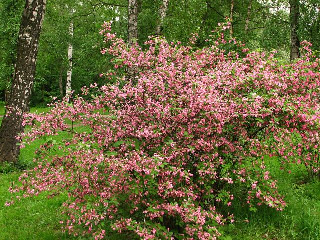 Weigelia (Weigela florida) : plantation, taille et entretien