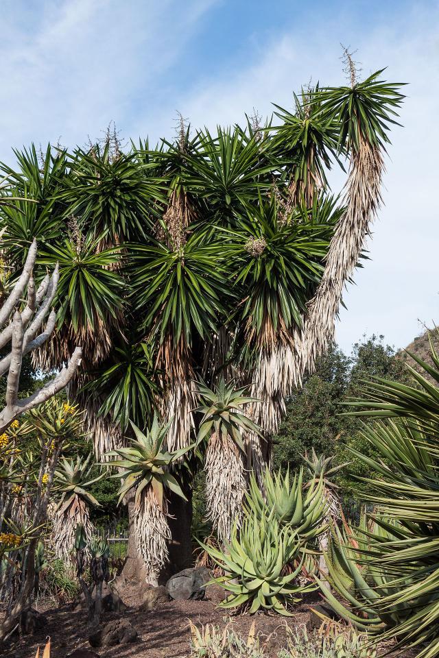 Yucca d'interieur (Yucca gigantea) : culture, arrosage et entretien