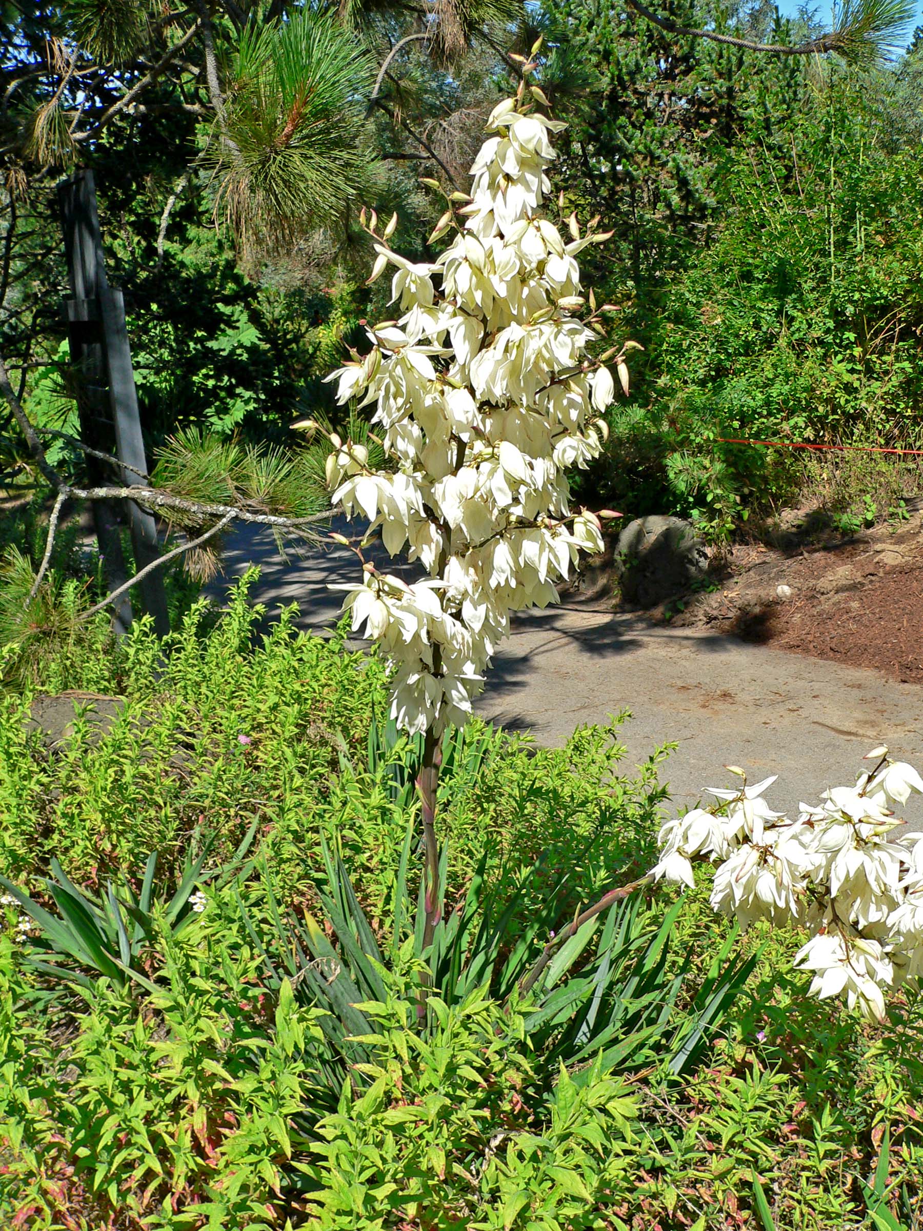 Yucca filamenteux