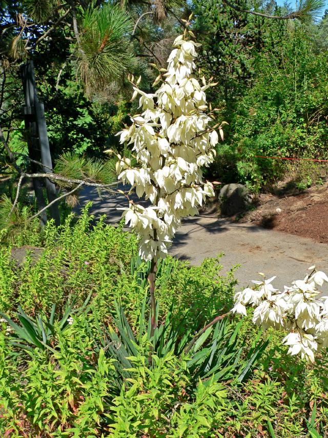 Yucca filamenteux (Yucca filamentosa) : plantation et entretien au jardin