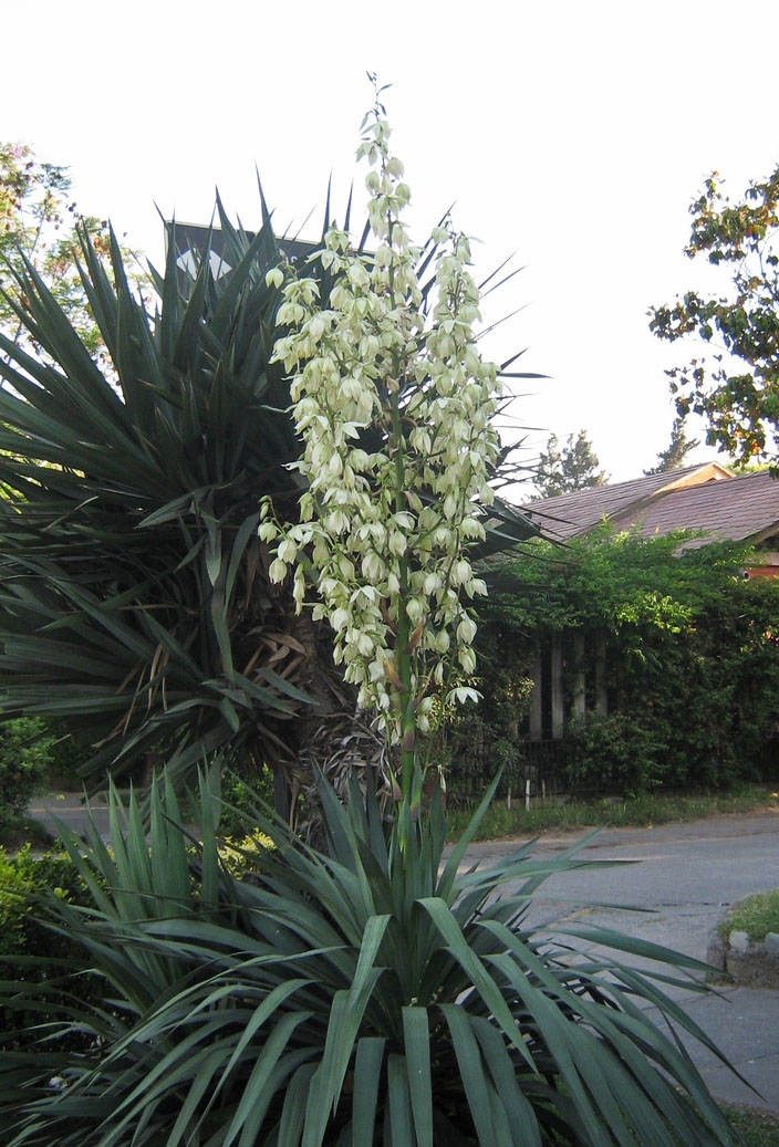 Yucca glorieux