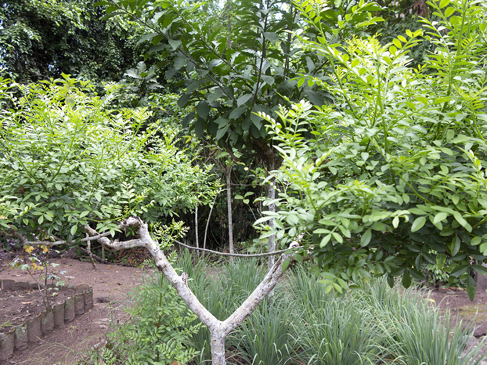 Lime prickly ash
