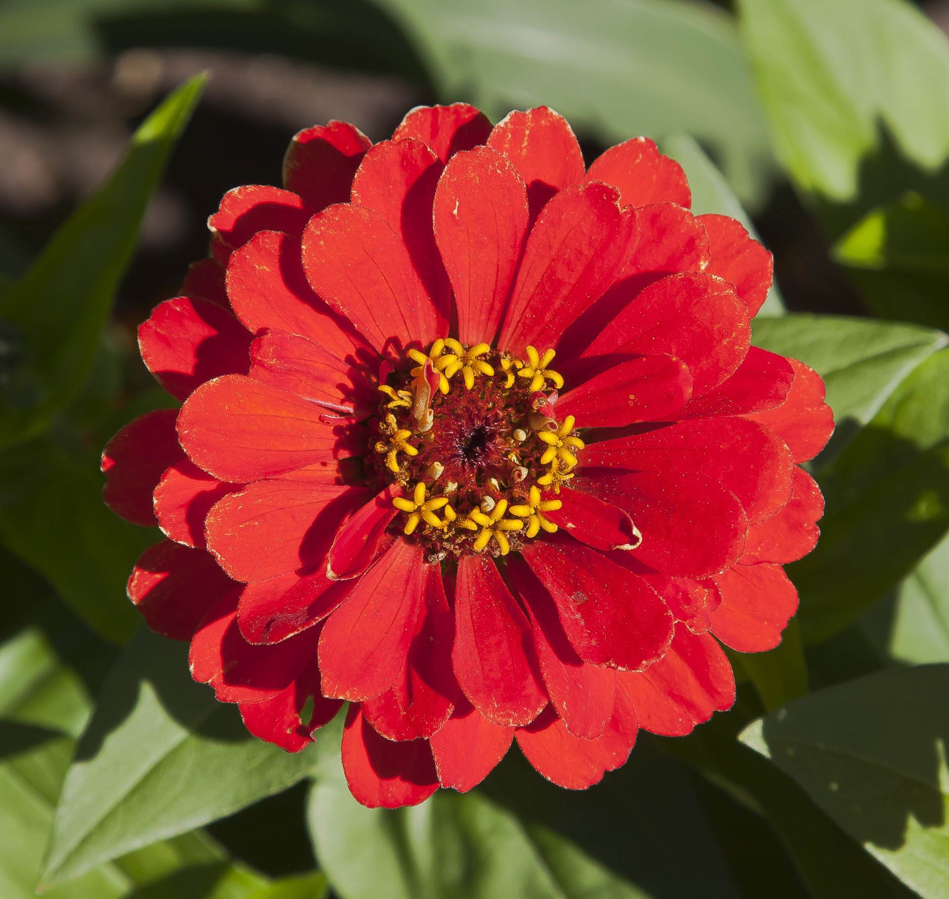 Zinnia